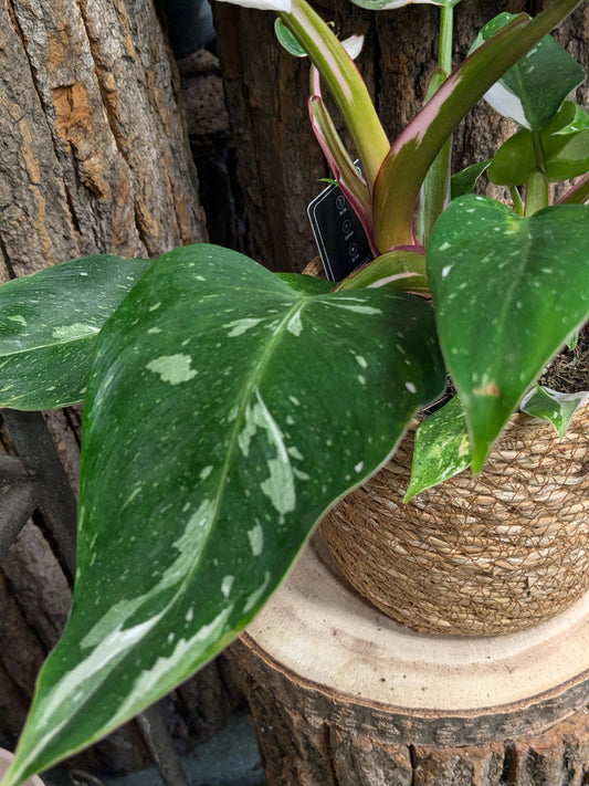 Philodendron White Wave