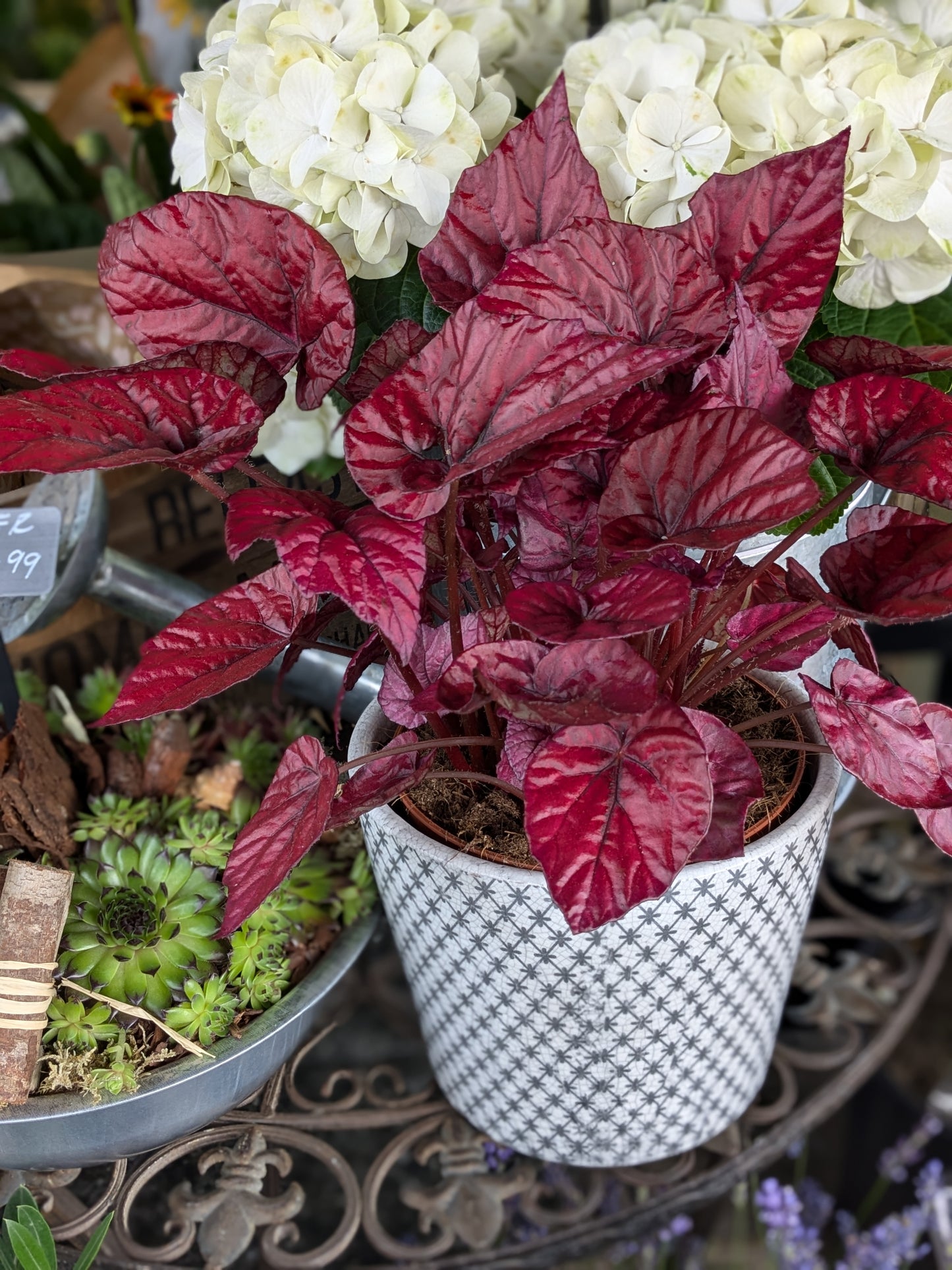 Begonia Rex 'Inca Flame'