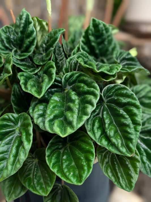 Peperomia caperata 'Lilian'