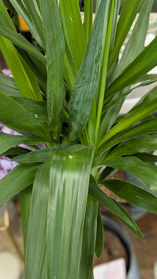 Yucca