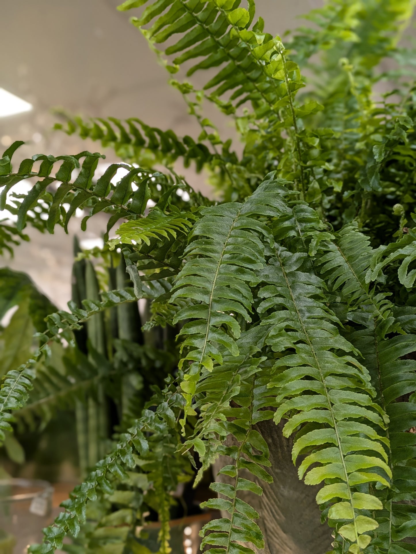 Boston Fern