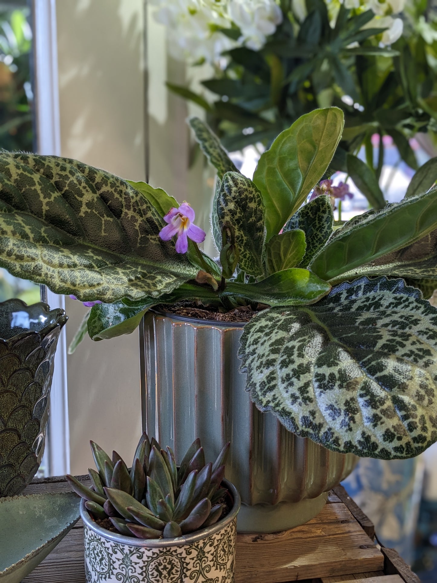 Streptocarpus - Pretty Turtle