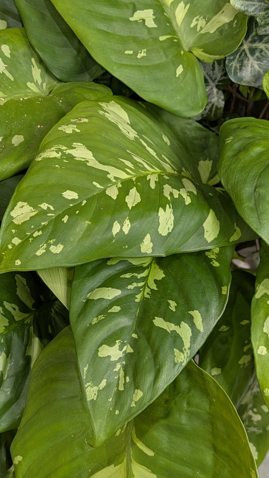 Leopard Lily