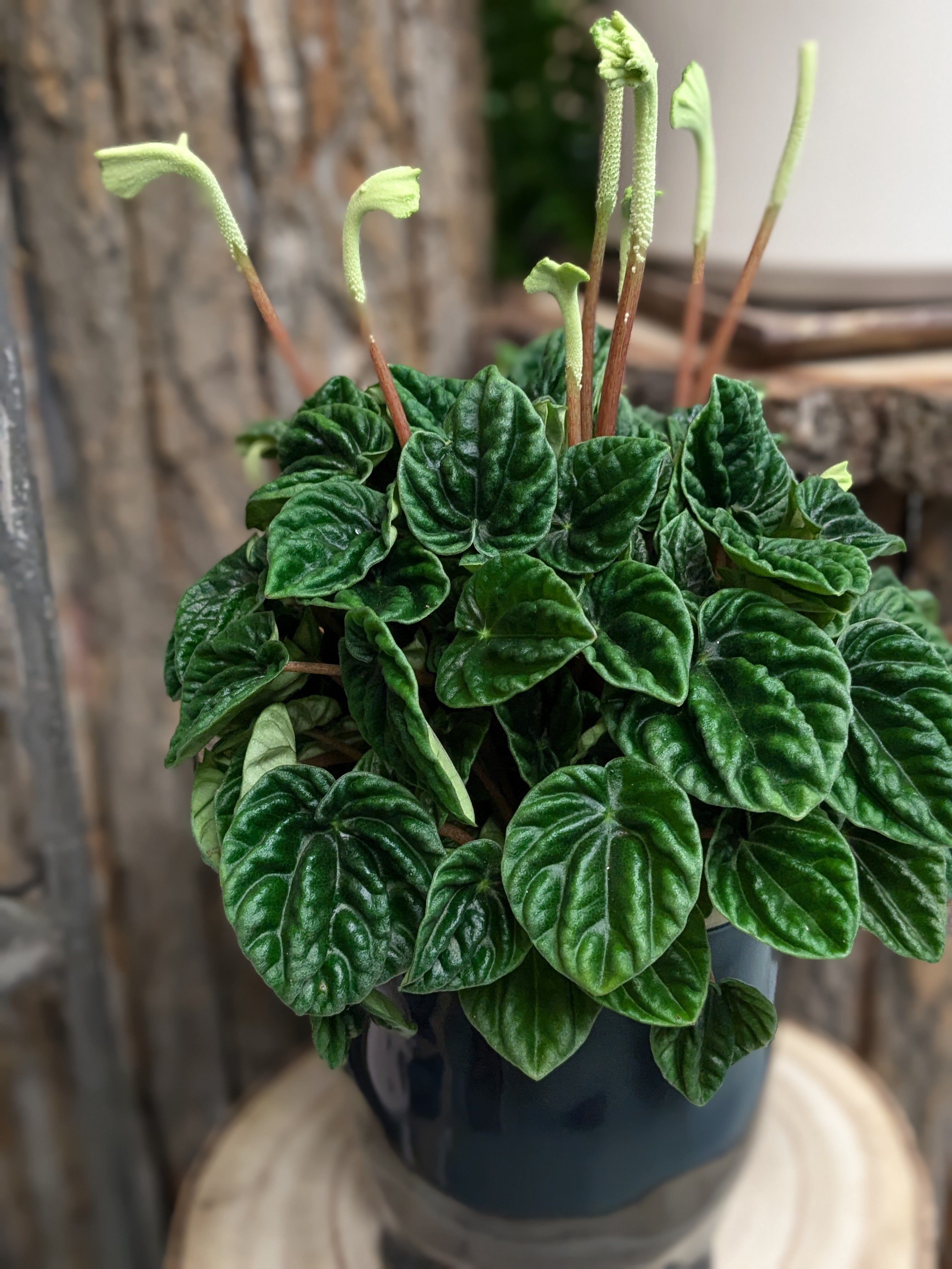 Peperomia caperata 'Lilian' – George Preston Florist