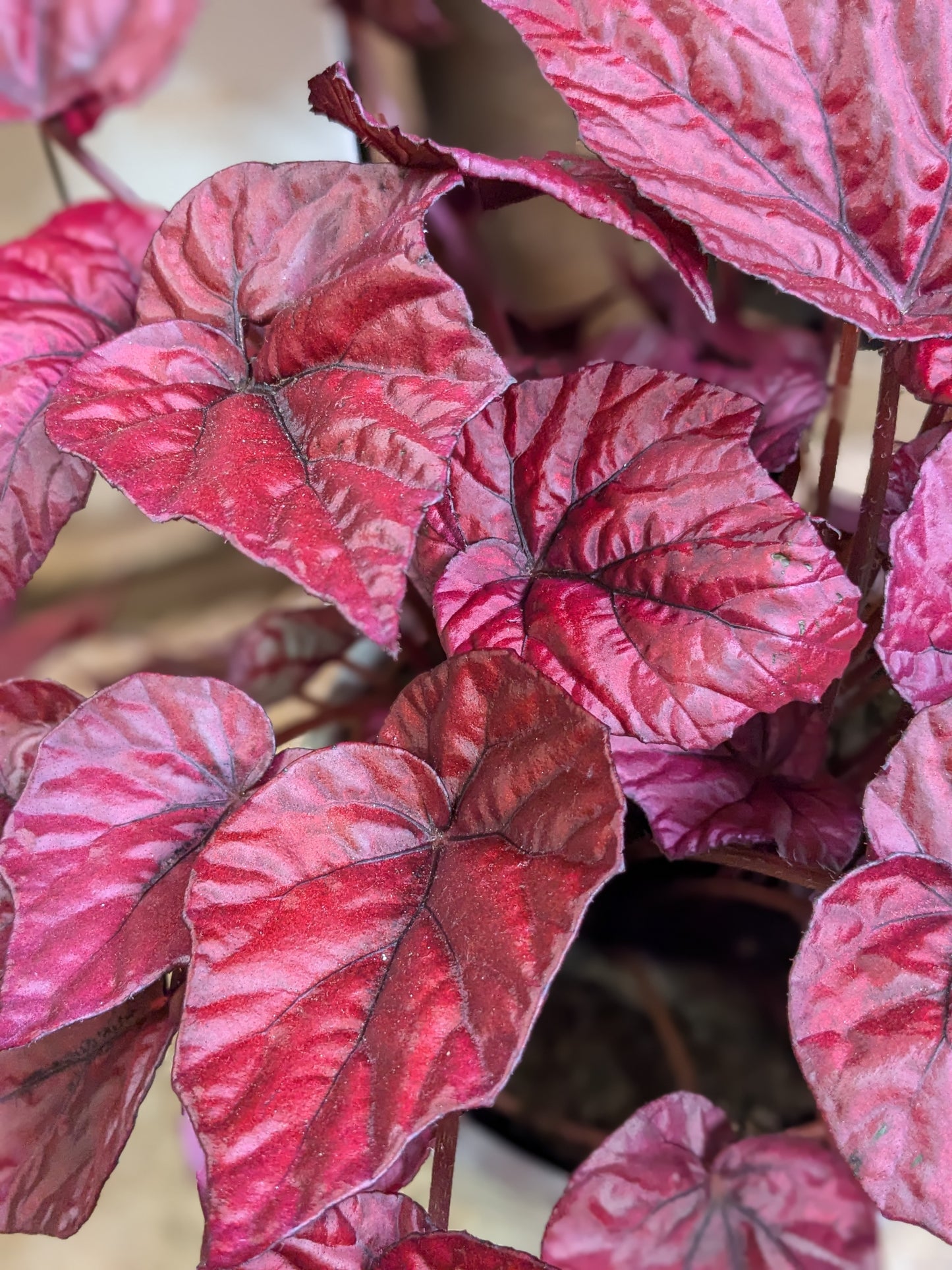 Begonia Rex 'Inca Flame'