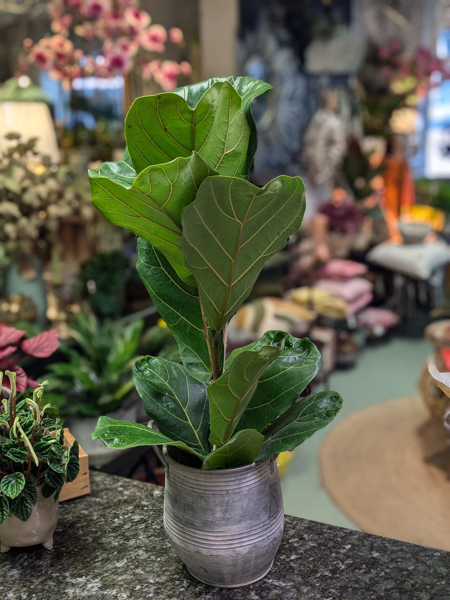 Fiddle Leaf Fig