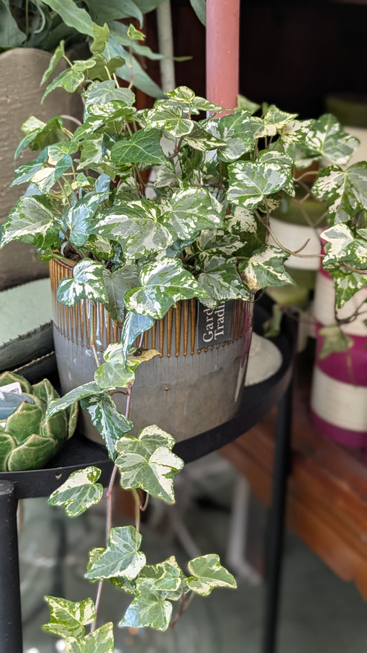 Ivy