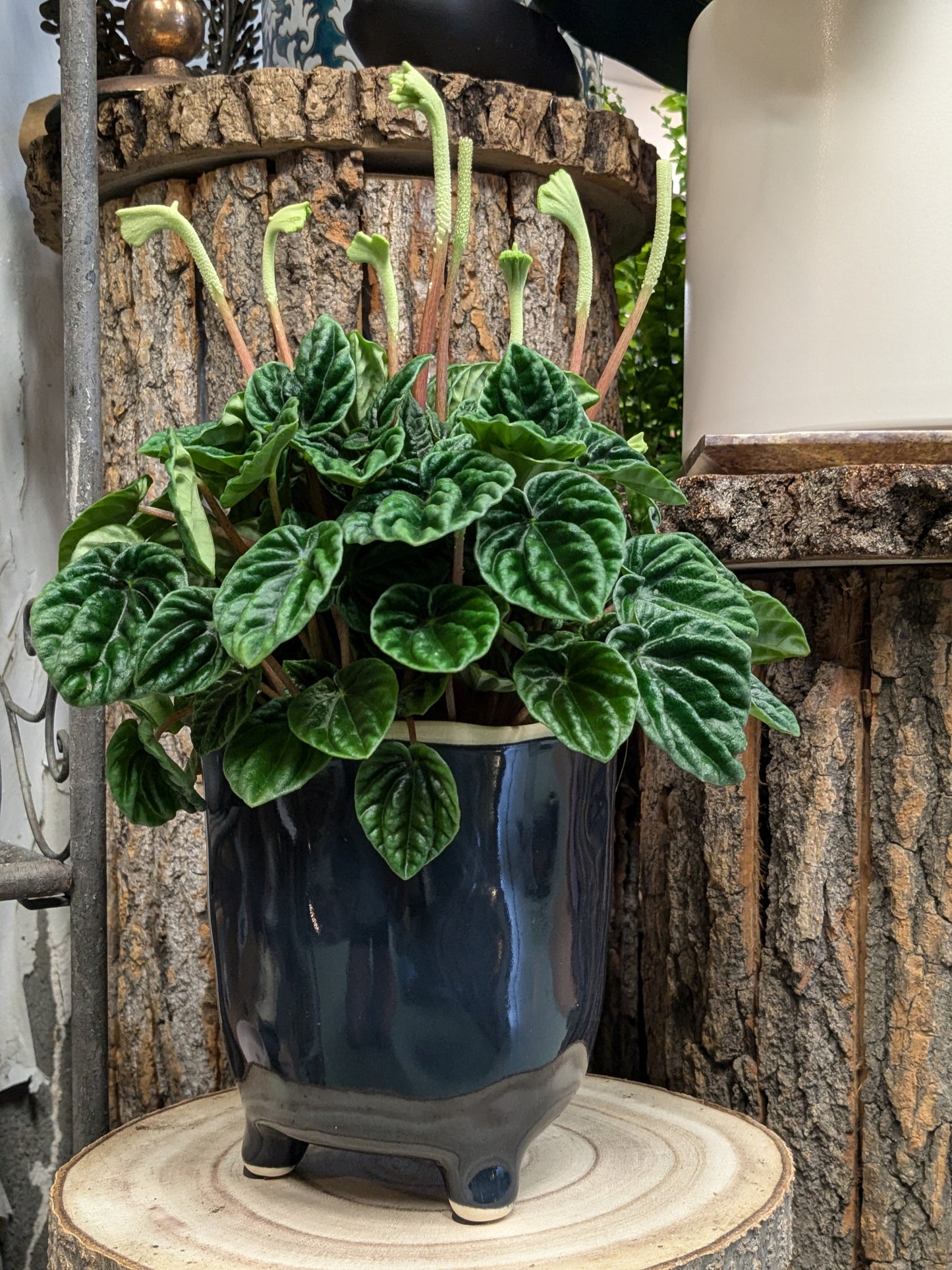 Peperomia caperata 'Lilian'