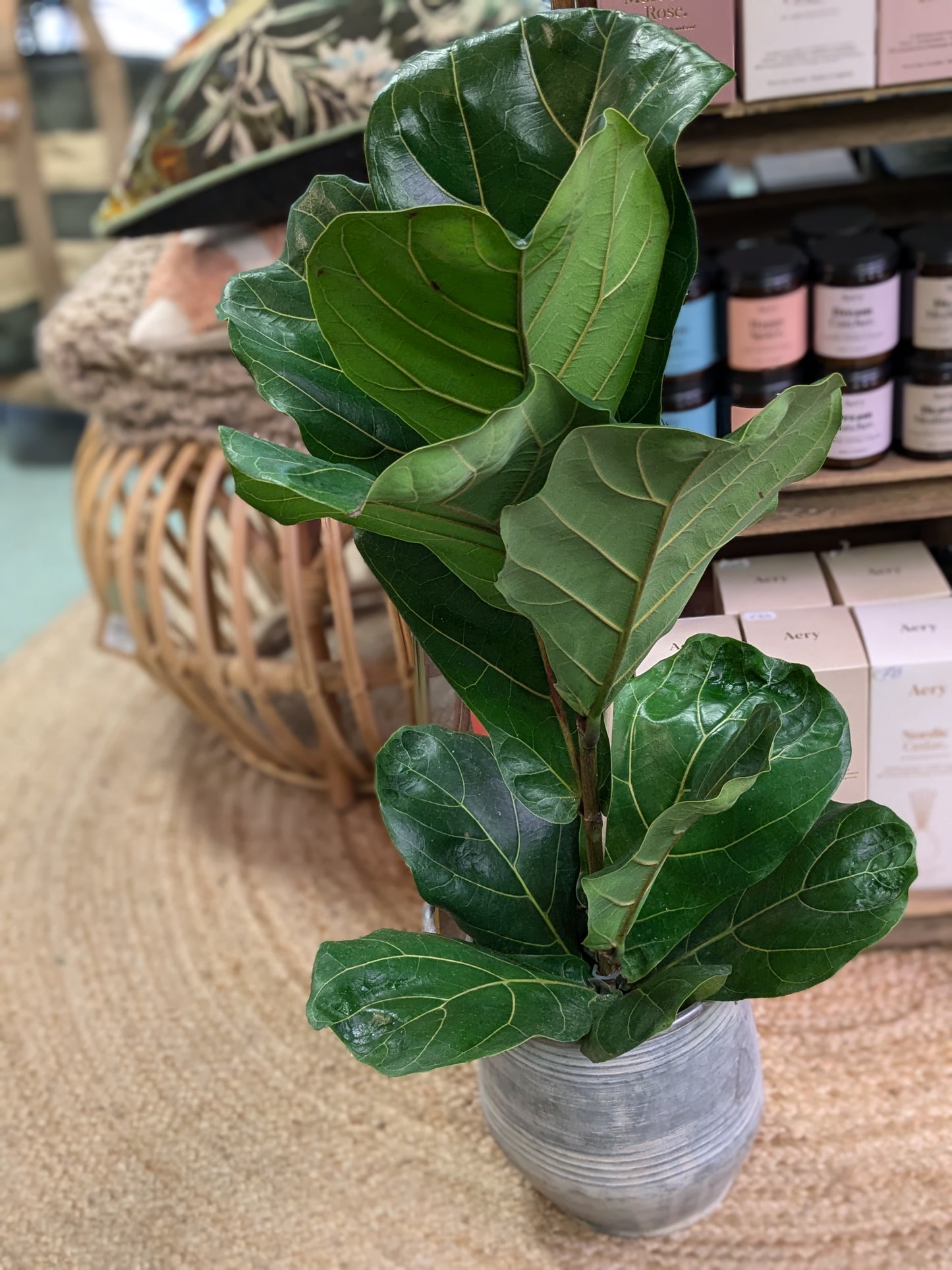 Fiddle Leaf Fig