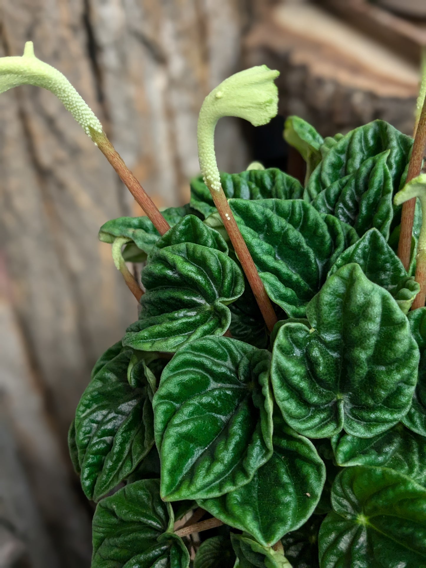 Peperomia caperata 'Lilian'