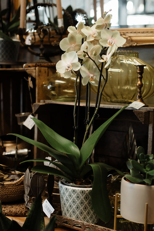 Orchid (Dutch pot)