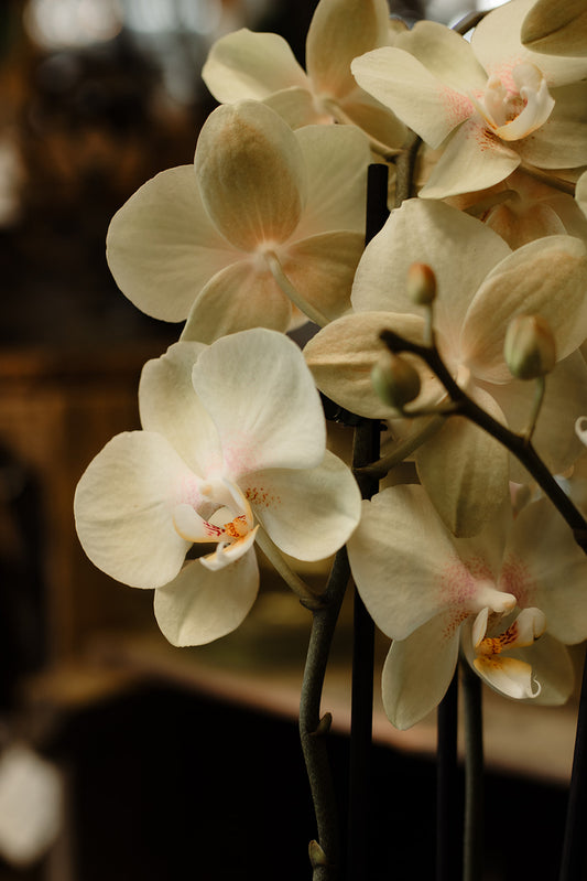 Orchid (Dutch pot)