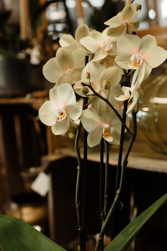 Orchid