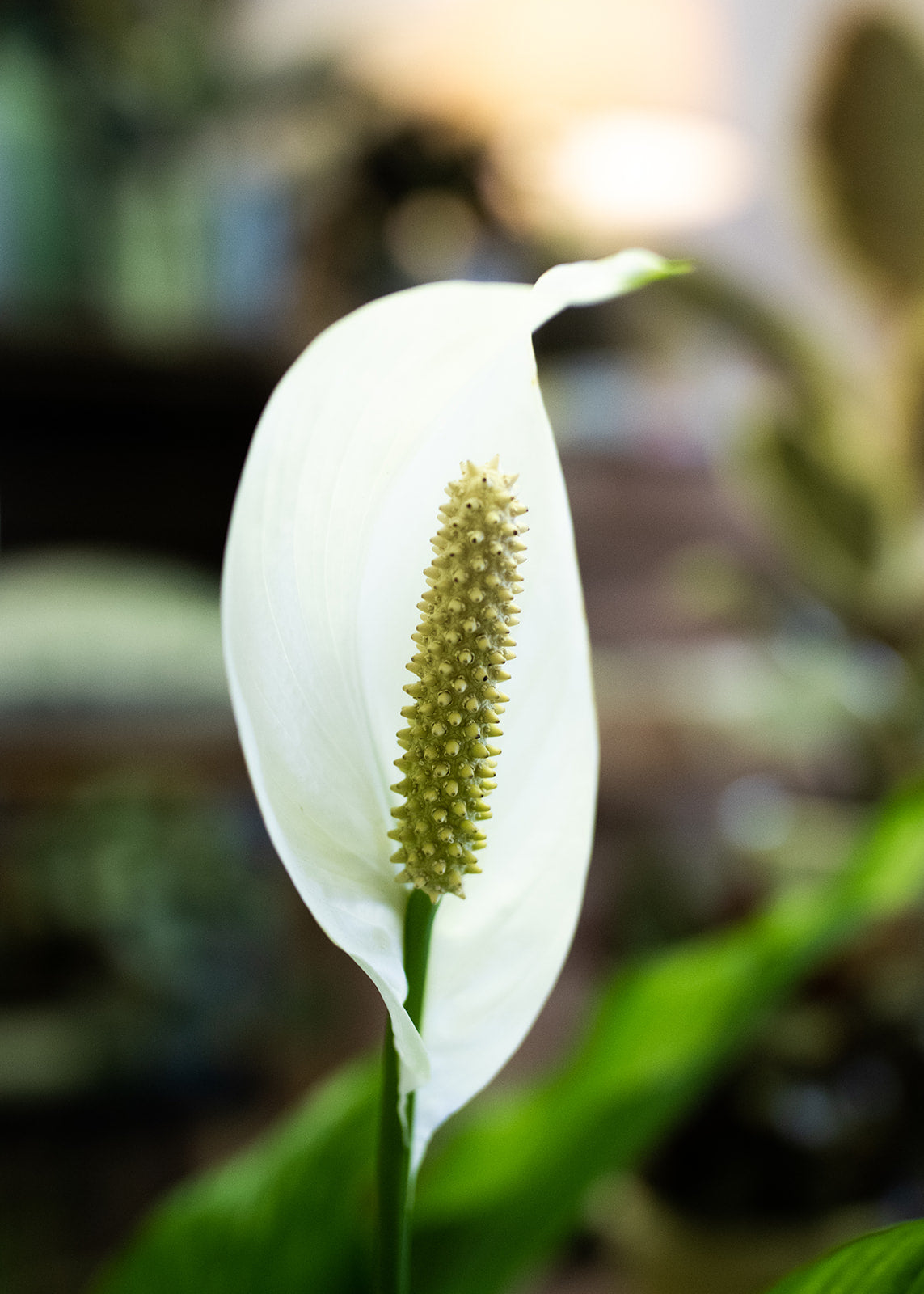 Spathiphllum/ Peace Lily (Large)