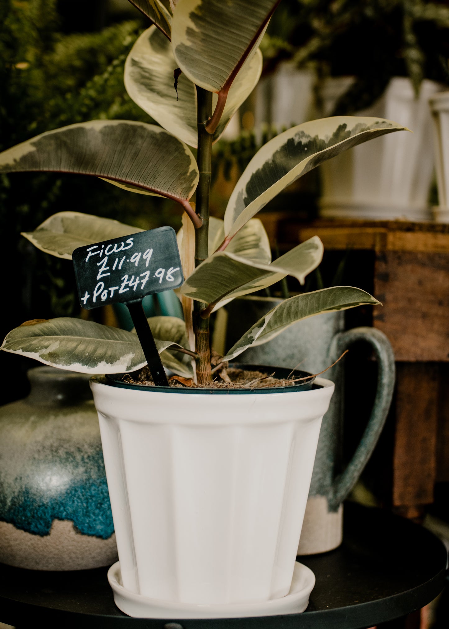 Ficus Tineke (White Dutch pot)